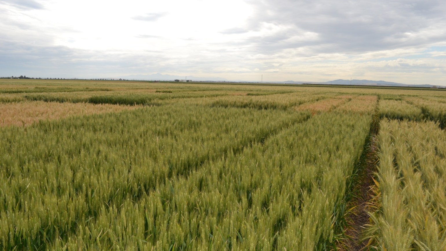 El cultivo del trigo en regadío, ¿mayor rendimiento?