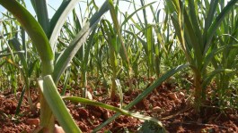 El ajo: Principales enfermedades y plagas