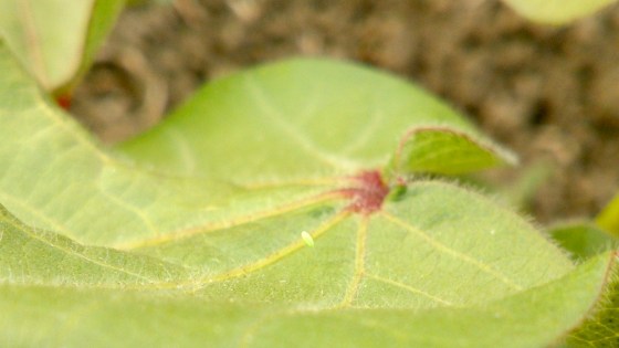 Puestas de Chrysoperla carnea