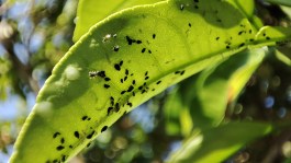 La trilogía sobre los hongos entomopatógenos 1/3