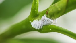 La trilogía sobre los hongos entomopatógenos 2/3
