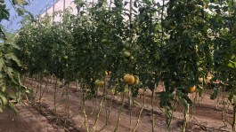 Botrytis en hortícolas: la experiencia en invernadero