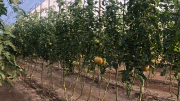 Botrytis en hortícolas: la experiencia en invernadero