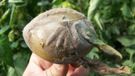 Botrytis en hortícolas: la visión desde el laboratorio