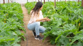 Plagas y enfermedades en cultivos hortícolas
