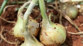 Enfermedades y plagas del cultivo de la cebolla