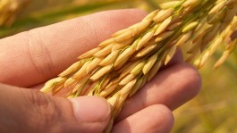 Reutilización de grano vs. semilla certificada en cultivos extensivos