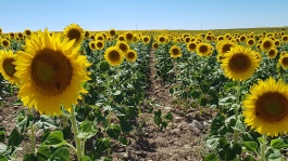 El origen del girasol Clearfield® y su evolución 