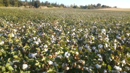 El cultivo del algodón en España