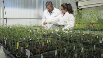 Experiencia BASF 3.0 en arroz