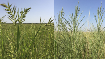Descontrol de malas hierbas en el campo de arroz