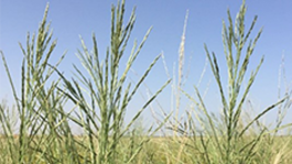 Descontrol de malas hierbas en el campo de arroz 