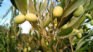 Olivo