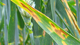 Principales enfermedades del trigo y la cebada