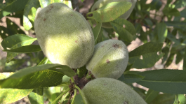 Principales enfermedades del almendro y su tratamiento