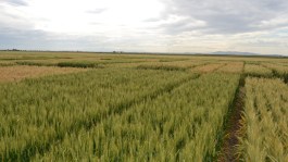El cultivo del trigo en regadío, ¿mayor rendimiento? 