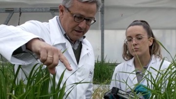 Experiencia BASF 3.0 en arroz