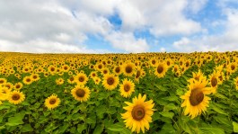 Girasol: Tipos y malas hierbas