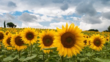 El origen del girasol Clearfield® y su evolución