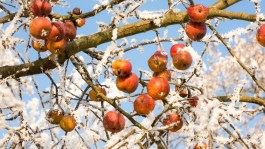 Protección frente a heladas en cultivos frutales