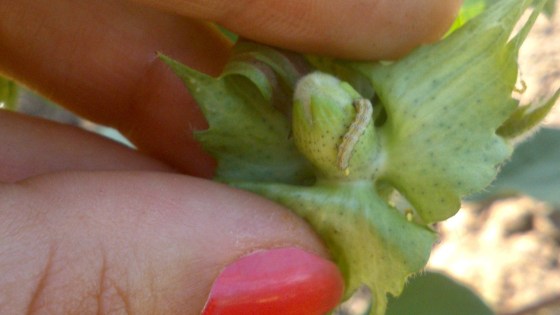 Heliothis en botones florales