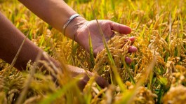 Historia del arroz en España