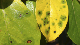 Conoce la mancha foliar del caqui, sus síntomas y cómo controlarla 