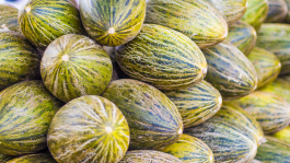 Melón y sandía en invernadero: Plagas y enfermedades