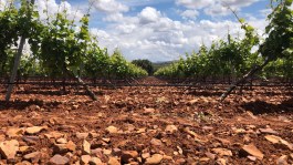Conociendo tu viñedo I: mildiu y oídio.