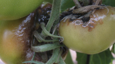 Conoce un poco más del Mildiu en tomate