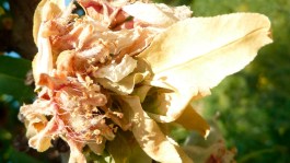 Descubre el momento más sensible del almendro y cómo protegerlo de las enfermedades más importantes