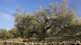 El olivar en España: Tradicional, intensivo y superintensivo