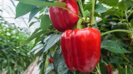 Pimiento bajo invernadero: principales plagas y enfermedades