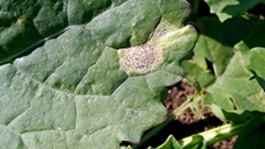 Phoma en colza: un problema cada vez más común 