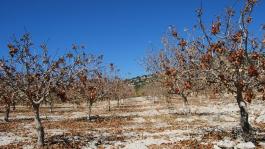 Enfermedades del pistacho: síntomas y tratamientos