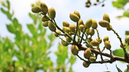 Recomendaciones para el cultivo de moda: El pistacho