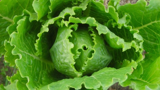 Plagas y enfermedades en el cultivo de lechuga