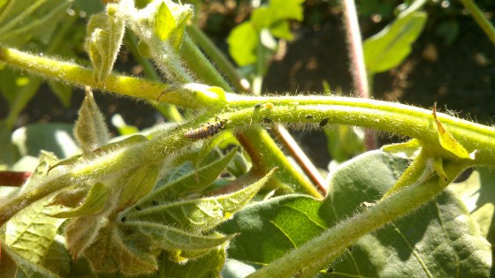 Larvas de Coccinella septempunctata