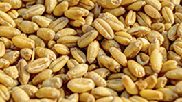 Tratamiento de semillas en los cereales, ¿necesarios? 