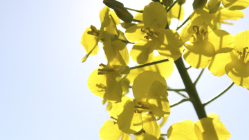 Ventajas del cultivo de la Colza Clearfield®