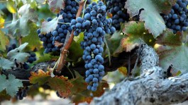 La preservación del viñedo y la calidad del vino en España