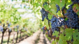 Las tres plagas de la vid, la ciencia salvó al vino