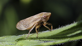 Xylella Fastidiosa, la gran amenaza 