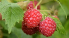 El cultivo de berries en España