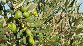 Principales plagas y enfermedades del olivar