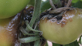 Conoce un poco más el mildiu del tomate 