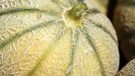 Oídio, una amenaza para el melón al aire libre 