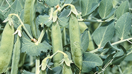 Sanidad en el cultivo del guisante