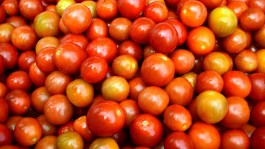 El cultivo de tomate de industria en España 