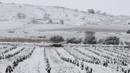 Reposo invernal no significa dejar la viña sin atención